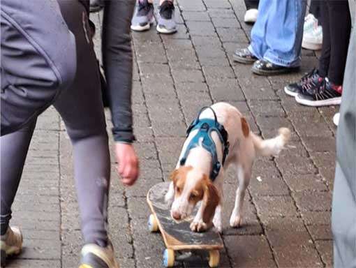 Dog Agility - Cork- Dublin- Ireland- Munster- Dog tricks- Dog Shows- Working Trials- Dog Obedience