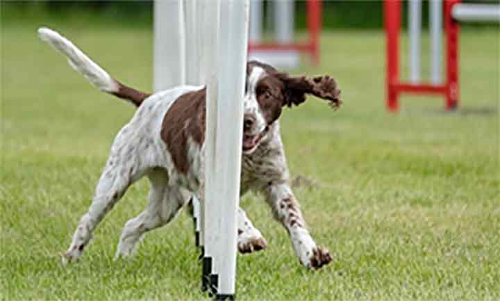 Dog Agility - Cork- Dublin- Ireland- Munster- Dog tricks- Dog Shows- Working Trials- Dog Obedience