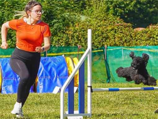 Dog Agility - Cork- Dublin- Ireland- Munster- Dog tricks