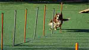 How tall are the poles for agility weave-How many weave poles in novice agility-How many poles does a dog weave have-What side does dog enter weave poles-How far apart should dog weave poles be-What are the rules for dog agility weaves-Can puppies do weave poles