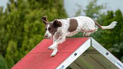 What is the A-frame in dog agility-How tall is a dog agility a-frame-Is agility hard on dogs-What is the width of an A frame agility-What is the angle of the dog a-frame-Is dog agility expensive