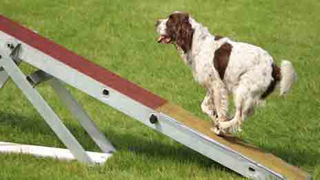 How do you teach a dog to seesaw agility-How long is a dog agility seesaw-Can you teach your dog agility at home-Can you teach your dog agility at home-What is a fault in dog agility